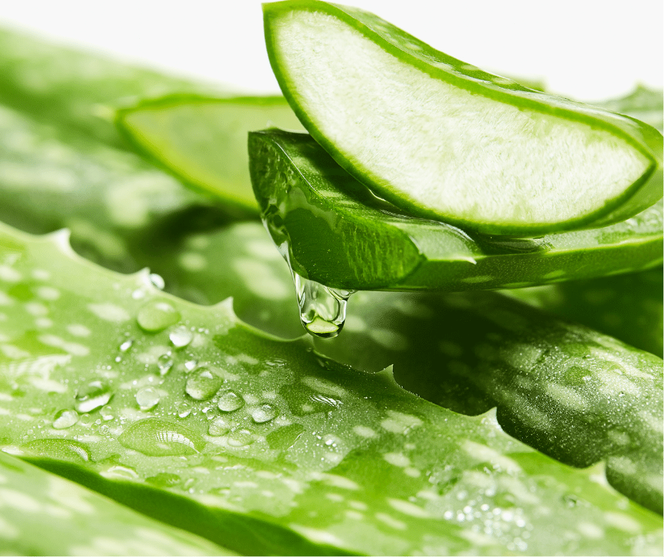 Aloe Vera 2